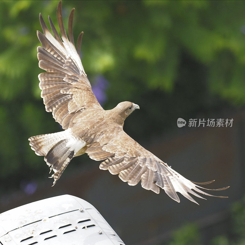 一只Chimango Caracara从郊区的一根灯柱上飞了出来